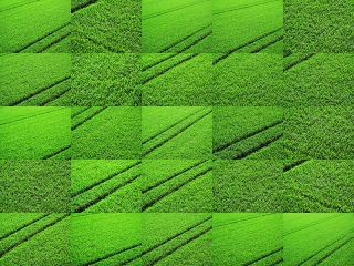 greenandstripes